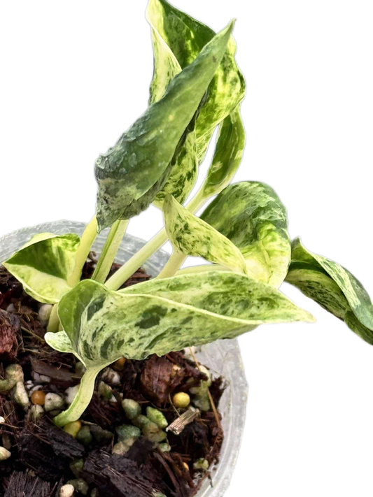 Epipremnum ‘Teruno Love Song’ Variegated