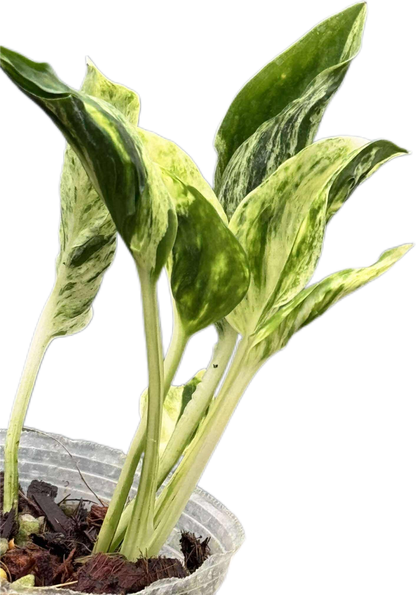Epipremnum ‘Teruno Love Song’ Variegated