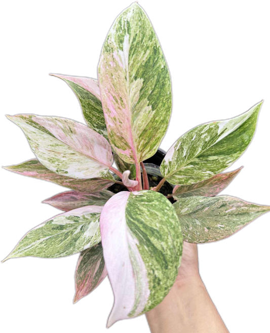 Philodendron ‘Midnight Princess’ Variegated (Rare Collector’s Plant)