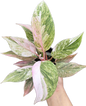 Philodendron ‘Midnight Princess’ Variegated (Rare Collector’s Plant)