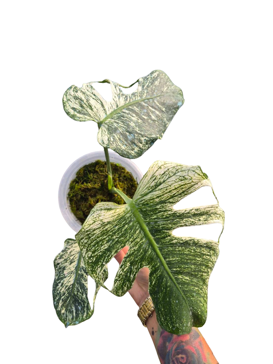 Monstera deliciosa “Devil Monster”