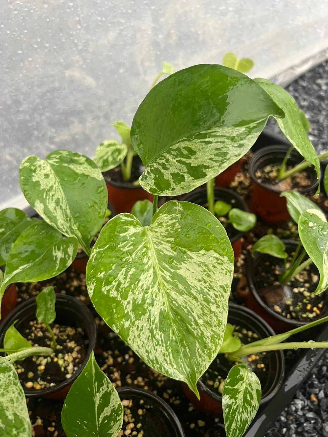 Monstera “Bulbasaur”  (Seedling 3” Pot)
