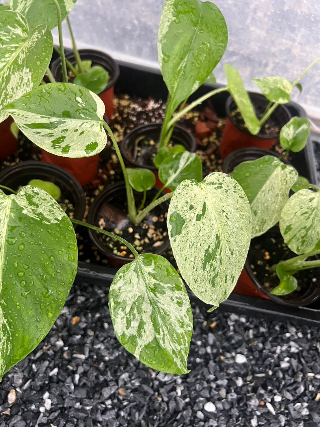 Monstera “Bulbasaur”  (Seedling 3” Pot)