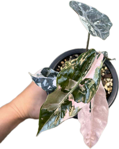 Alocasia Chantrieri Pink Variegated