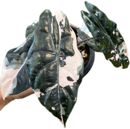 Alocasia Chantrieri Pink Variegated