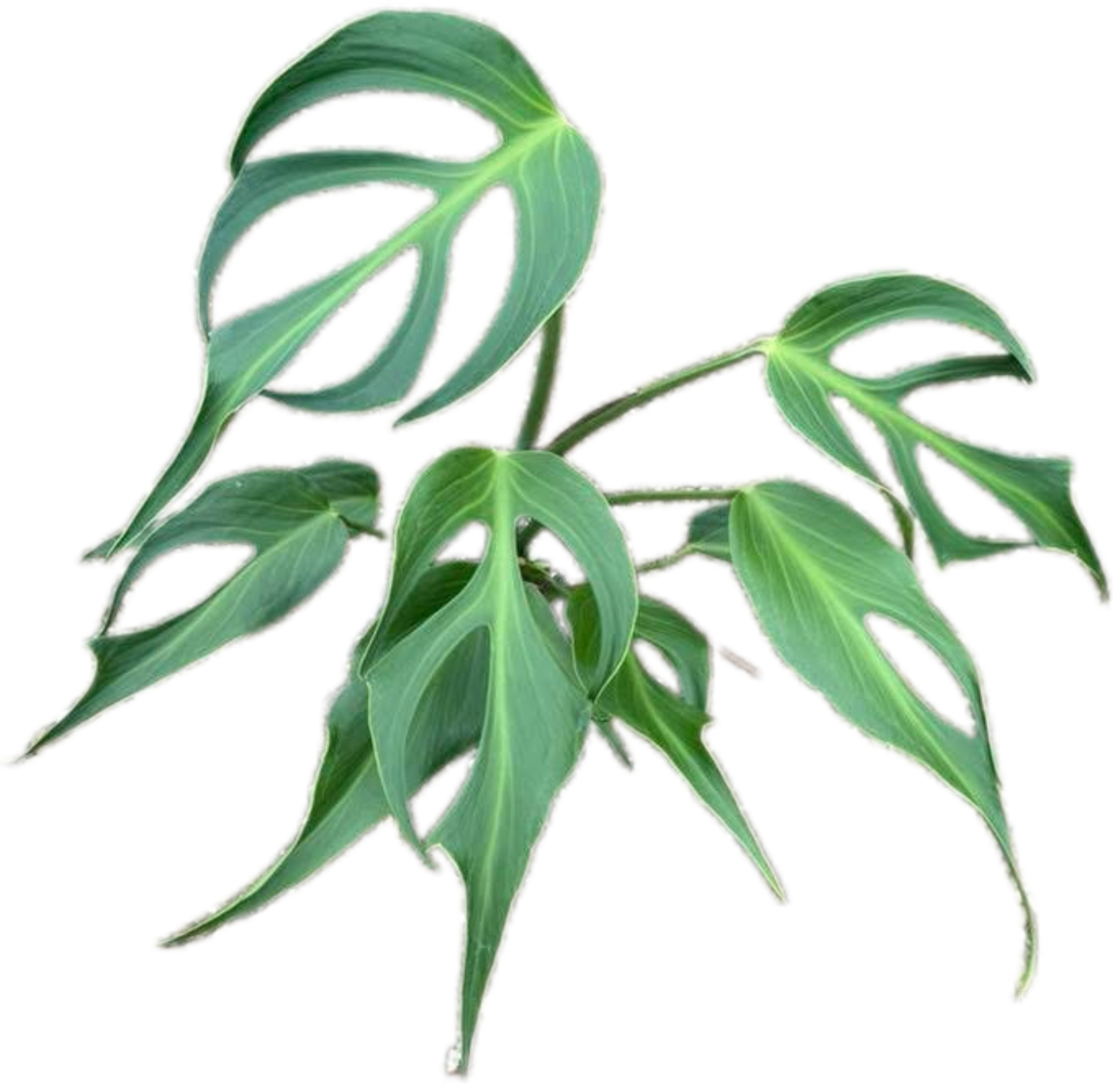 Monstera Burle Marx Flame (Large Specimen)