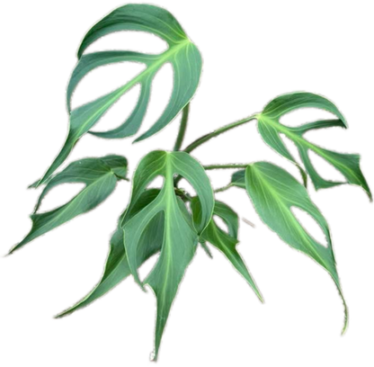 Monstera Burle Marx Flame (Large Specimen)