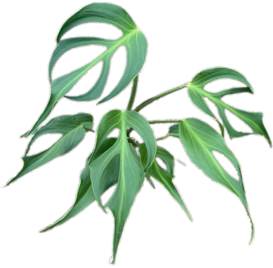 Monstera Burle Marx Flame (Large Specimen)