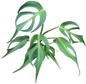 Monstera Burle Marx Flame (Large Specimen)
