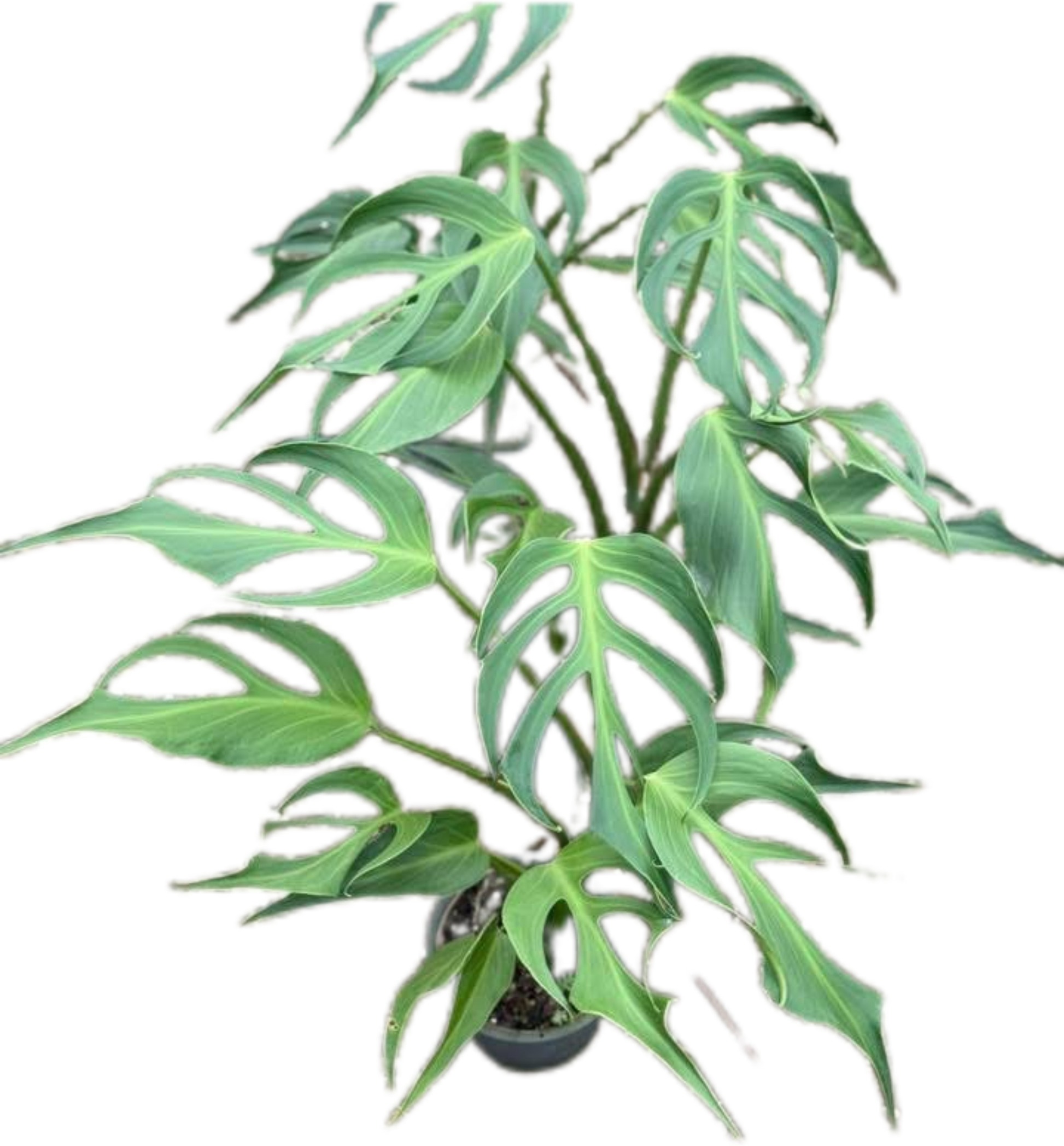 Monstera Burle Marx Flame (Large Specimen)