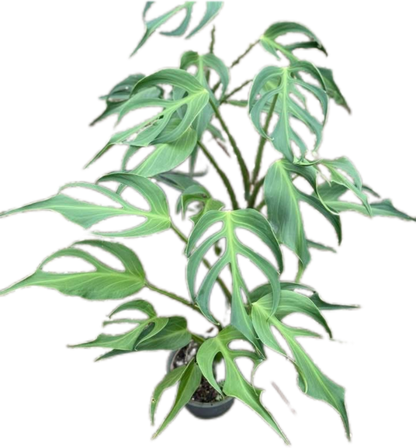 Monstera Burle Marx Flame (Large Specimen)