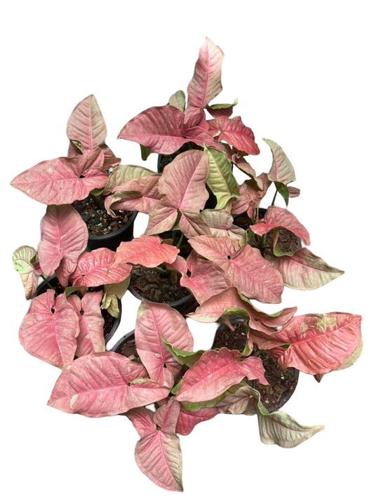 Syngonium “Pink Venom” — Pot 5” | Set of 5 Plants