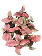 Syngonium “Pink Venom” — Pot 5” | Set of 5 Plants