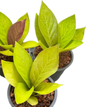 Anthurium jenmanii ‘Gold’ (King of Kings) – Set of 5 Plants