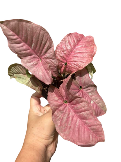 Syngonium “Pink Venom” — Pot 5” | Set of 5 Plants