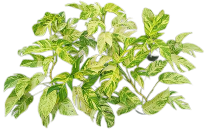 Epipremnum Golden Flame Variegated – Wholesale Set of 10 Plants
