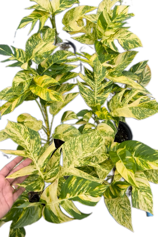 Epipremnum Golden Flame Variegated – Wholesale Set of 10 Plants