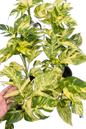 Epipremnum Golden Flame Variegated – Wholesale Set of 10 Plants