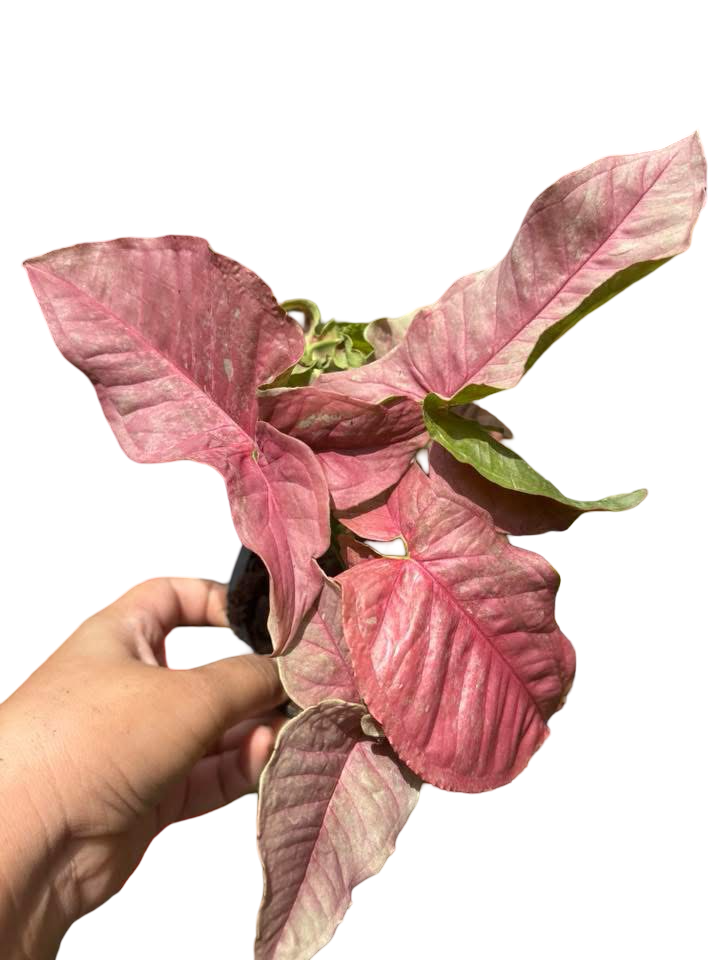 Syngonium “Pink Venom” — Pot 5” | Set of 5 Plants
