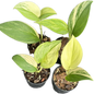 Scindapsus Treubii Moonlight Aurea Variegated (Rubicon) – Set of 4 Plants