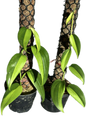 Scindapsus Hederaceus Neon Variegated – Set of 2 Plants