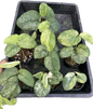 Scindapsus Silver Splash – Set of 7 Plants