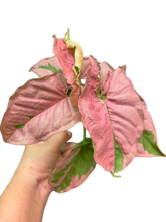 Syngonium “Pink Mosaic Lava” — Pot 5” | Set of 5 Plants
