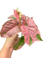 Syngonium “Pink Mosaic Lava” — Pot 5” | Set of 5 Plants