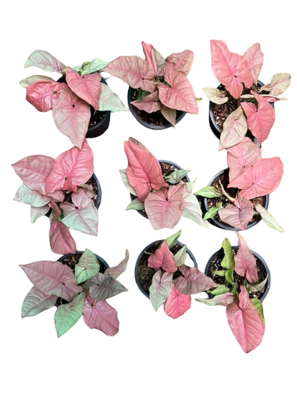 Syngonium “Pink Coral” — Pot 5” | Set of 5 Plants
