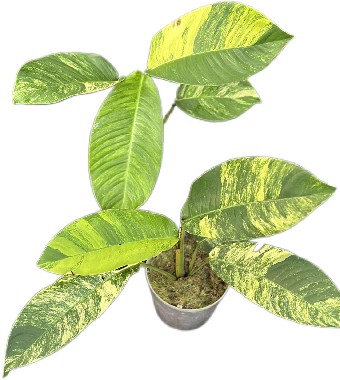 Rhaphidophora Foraminifera Aurea Variegated – Set of 2 Plants