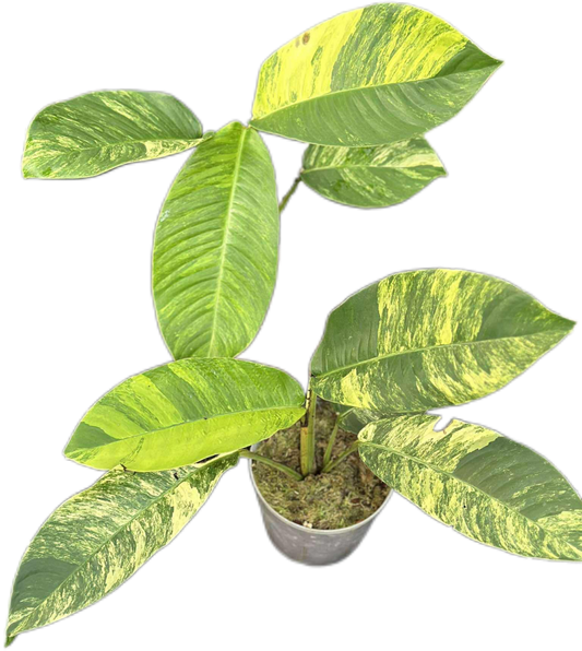Rhaphidophora Foraminifera Aurea Variegated – Set of 2 Plants