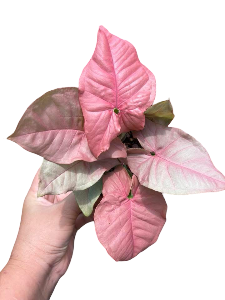 Syngonium “Pink Coral” — Pot 5” | Set of 5 Plants