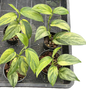 Scindapsus sp. (NOID) Aurea Variegated – Set of 4 Plants