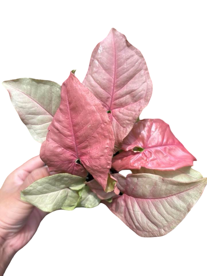 Syngonium “Pink Coral” — Pot 5” | Set of 5 Plants