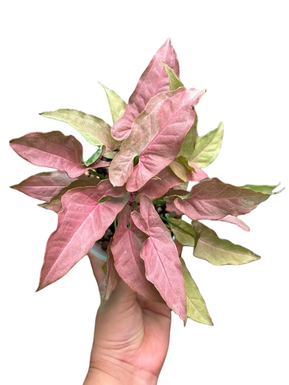 Syngonium “Red Feather Pink on Pink” — Mother Plant Size | Pot 6”