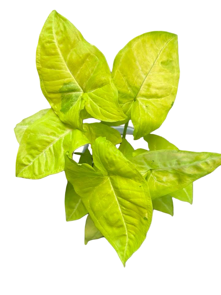Syngonium “Lemon Lime” 🍋‍🟩 — Big Size Mother Plant | Pot 6”