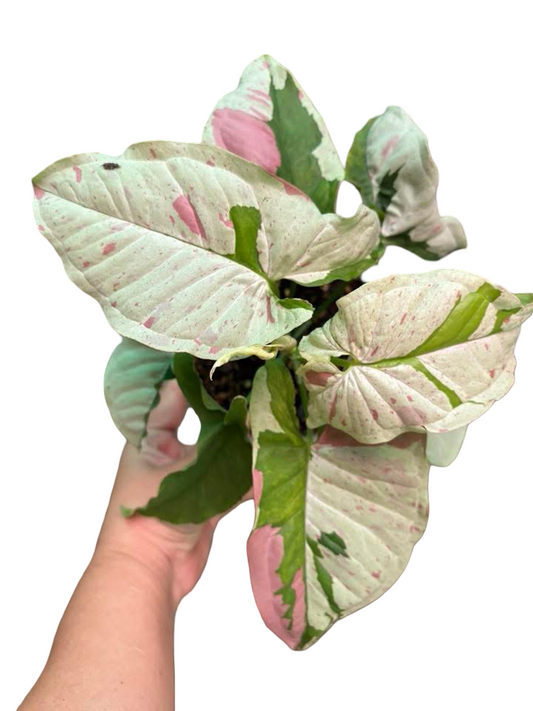 Syngonium “Milk Confetti Lava” — Big Size Mother Plant | Pot 6”