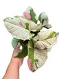 Syngonium “Milk Confetti Lava” — Big Size Mother Plant | Pot 6”