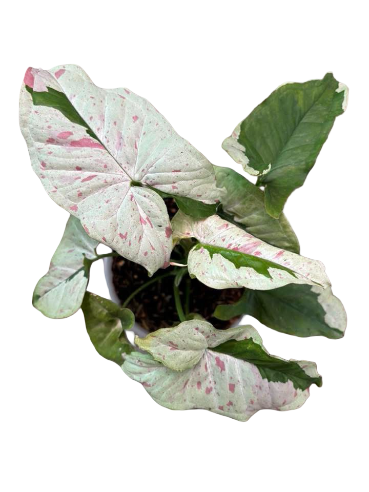 Syngonium “Milk Confetti Lava” — Big Size Mother Plant | Pot 6”