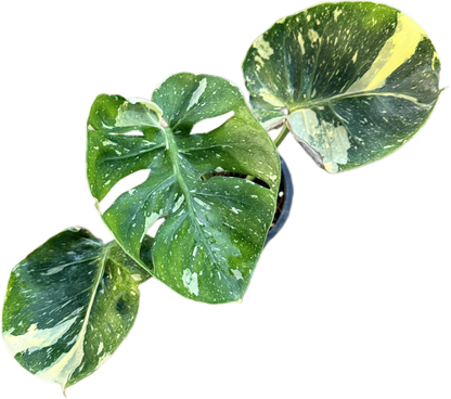 Monstera Deliciosa “Cup Form” Variegated – Rare Collector’s Plant