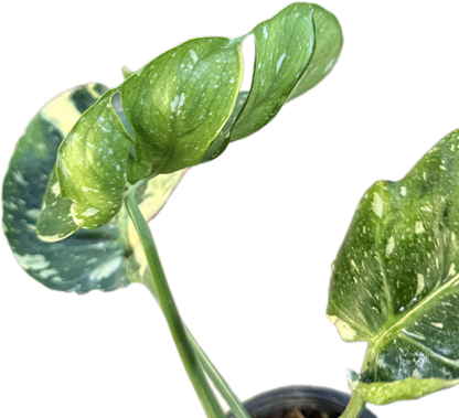 Monstera Deliciosa “Cup Form” Variegated – Rare Collector’s Plant