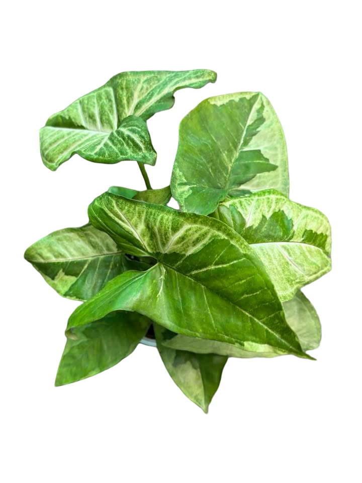 Syngonium “Brown Lava” — Big Size Mother Plant | Pot 6” | Set of 5 Plants