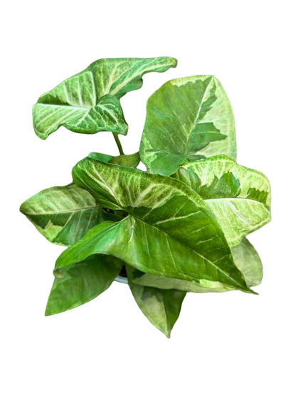 Syngonium “Brown Lava” — Big Size Mother Plant | Pot 6” | Set of 5 Plants