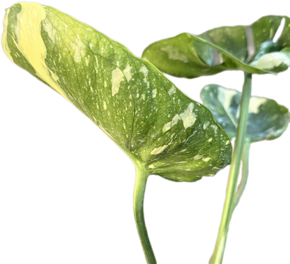 Monstera Deliciosa “Cup Form” Variegated – Rare Collector’s Plant