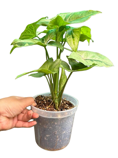 Syngonium “Brown Lava” — Big Size Mother Plant | Pot 6” | Set of 5 Plants