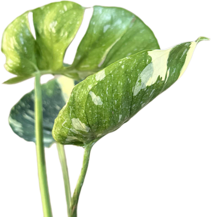 Monstera Deliciosa “Cup Form” Variegated – Rare Collector’s Plant