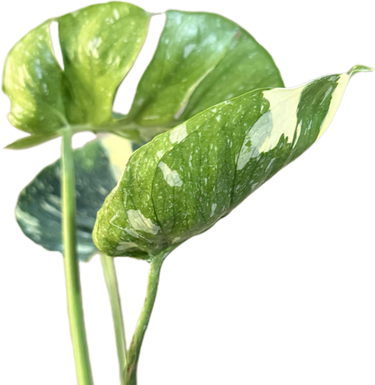 Monstera Deliciosa “Cup Form” Variegated – Rare Collector’s Plant