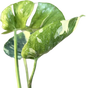 Monstera Deliciosa “Cup Form” Variegated – Rare Collector’s Plant