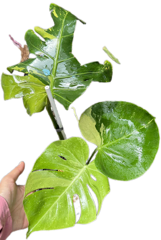 Monstera Deliciosa “Lemon Mint” – Rare Collector’s Plant