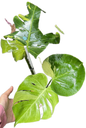 Monstera Deliciosa “Lemon Mint” – Rare Collector’s Plant